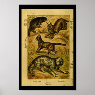 Skriv ut naturhistorik för vintage Serval Vild kat Poster