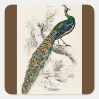 Skriv ut naturhistorik för vintagen Peacock Fyrkantigt Klistermärke