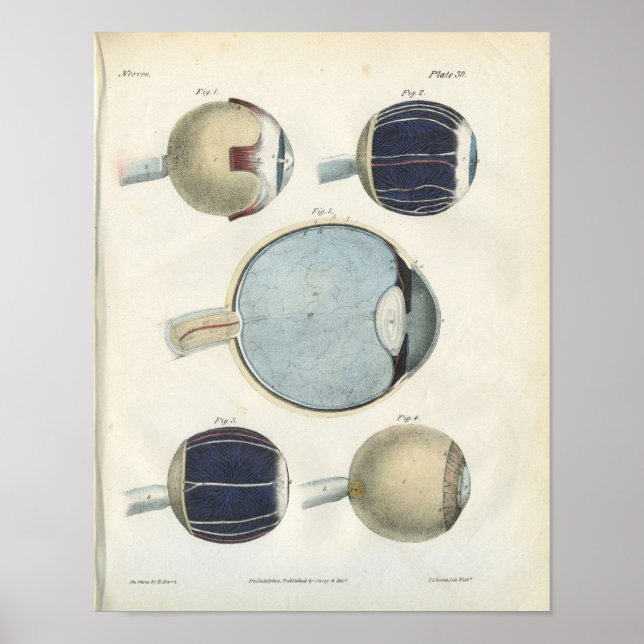 Skriv ut Öga Anatomy Poster (Framsidan)