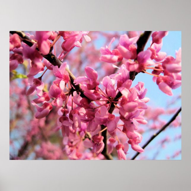 Skriv ut om Blommar Poster (Framsidan)