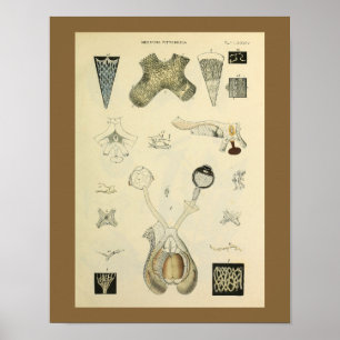 Skriv ut Optometry Öga Vision Anatomy Art Poster