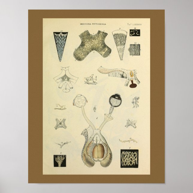 Skriv ut Optometry Öga Vision Anatomy Art Poster (Framsidan)