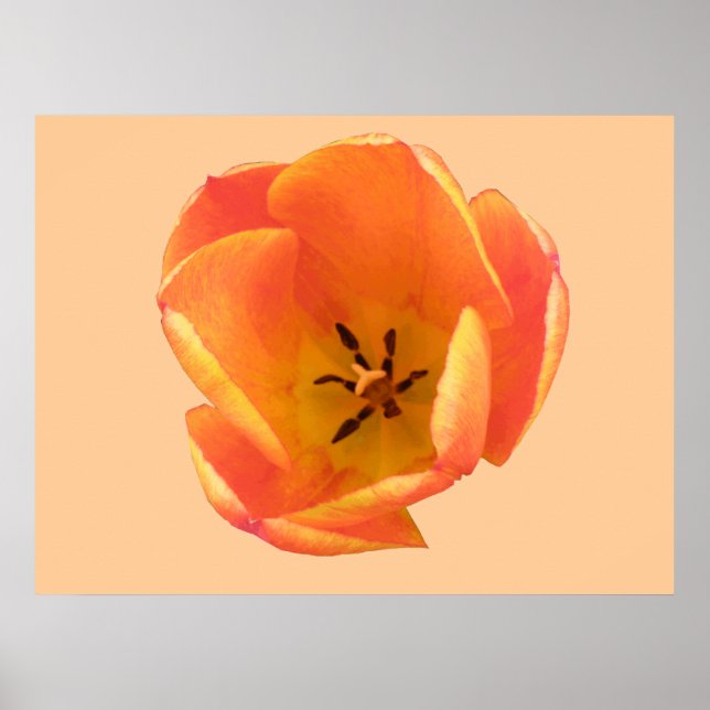 Skriv ut orange Tulip Poster (Framsidan)