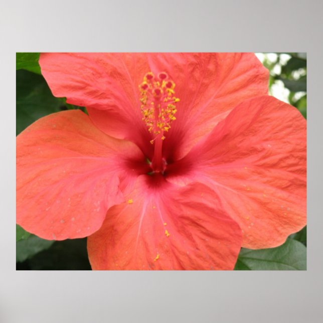 Skriv ut orangen Hibiscus blomma makro Poster (Framsidan)