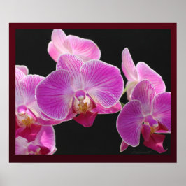 Skriv ut Orchid Phalaenopsis Cluster Poster