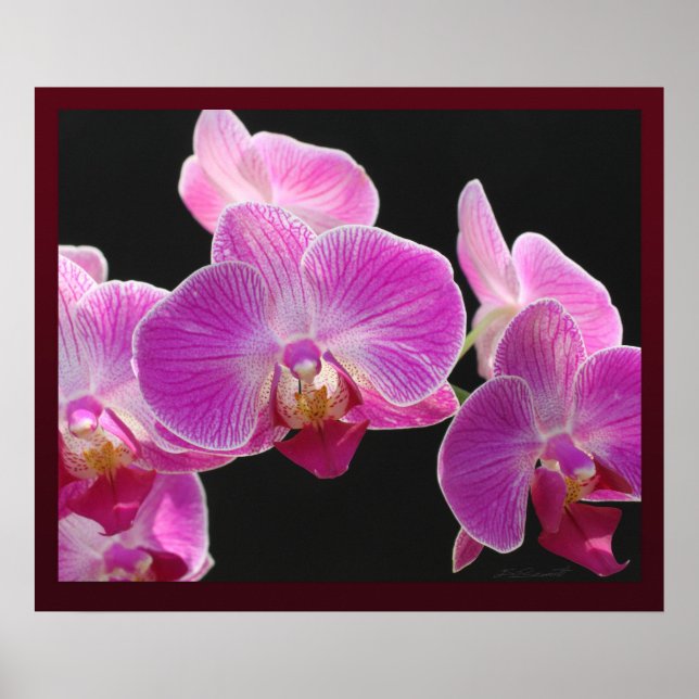Skriv ut Orchid Phalaenopsis Cluster Poster (Framsidan)