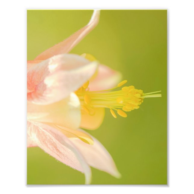 Skriv ut östra Columbine Wildblomma Fototryck (Framsidan)