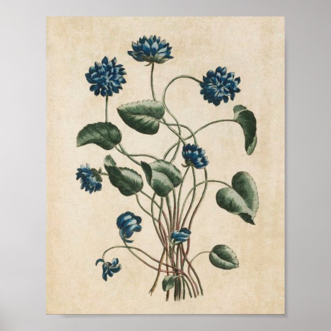 Skriv ut överträdelser av botaniska Blommigtar för Poster (Framsidan)