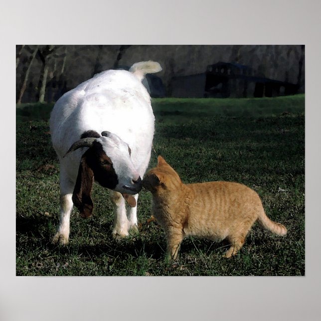 Skriv ut på Boer Goat och Cat Porträtt Poster (Framsidan)