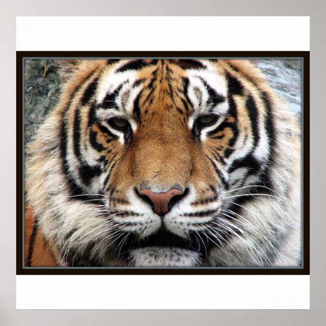 Skriv ut på giant Tiger Poster (Framsidan)