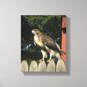 Skriv ut på hawk Wrapped Canvas