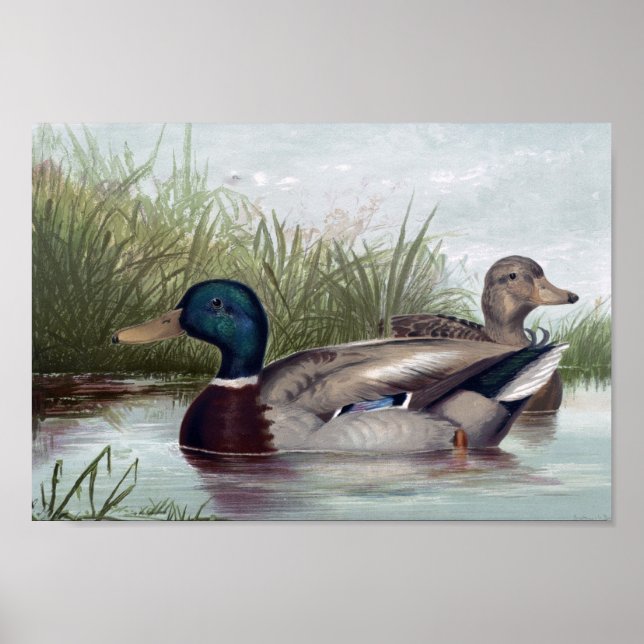 Skriv ut på Mallard Ankor Välj Storlek Poster (Framsidan)