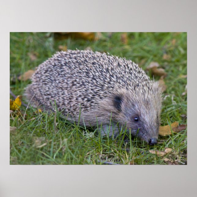 Skriv ut paket poster (Framsidan)