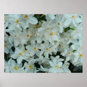 Skriv ut paperwhite Narcissus Poster