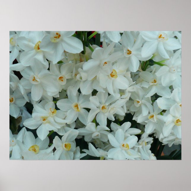 Skriv ut paperwhite Narcissus Poster (Framsidan)