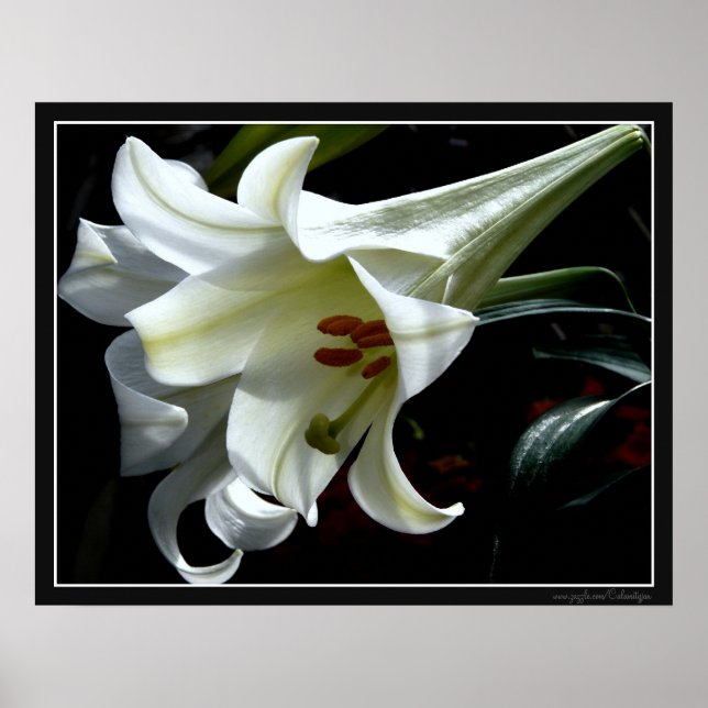 SKRIV UT påsk LILY Poster (Framsidan)