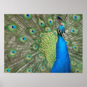 Skriv ut peacock Strut Poster