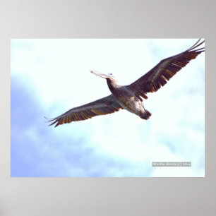 Skriv ut pelikan Soars Poster