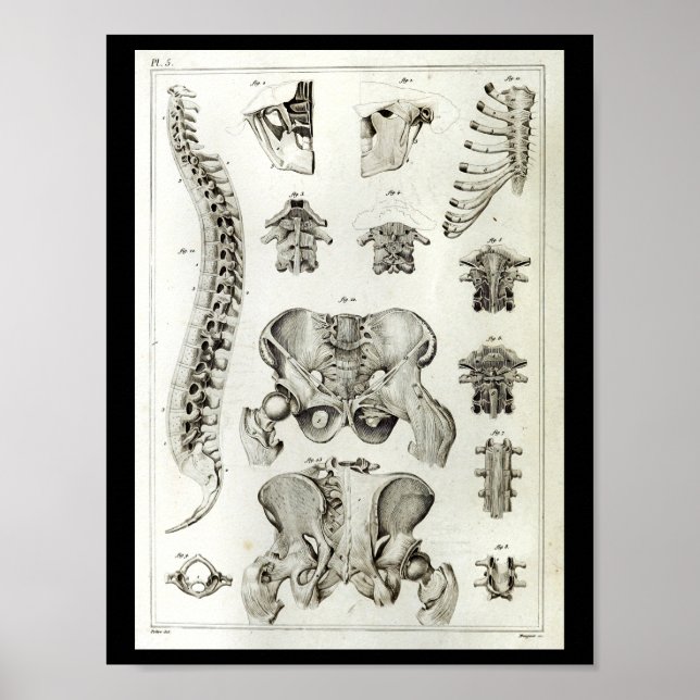 Skriv ut Pelvis Anatomy på spine Pelvis Poster (Framsidan)