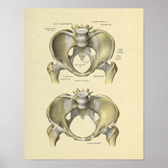 Skriv ut Pelvis Lumbar Joint Anatomy Bones Poster (Framsidan)