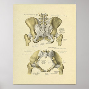 Skriv ut Pelvis Lumbar Joint Anatomy Bones Poster