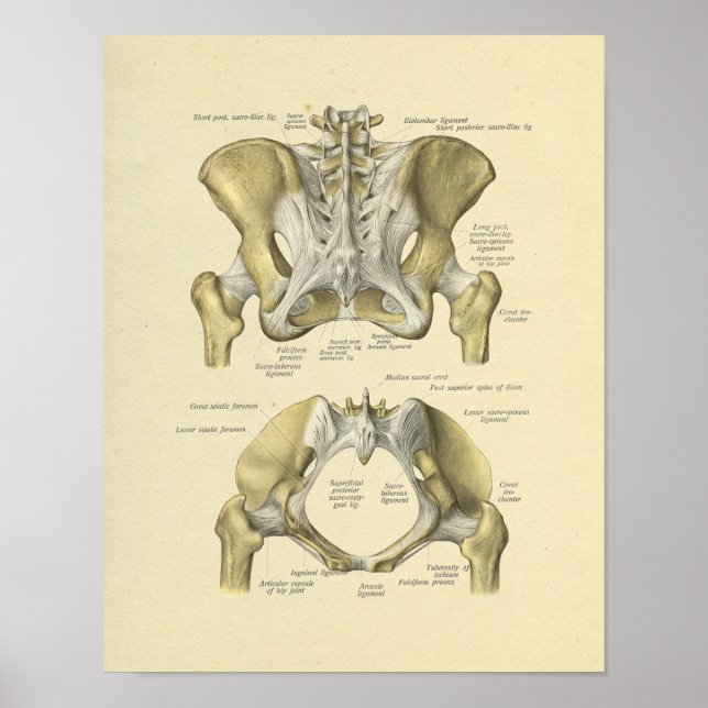 Skriv ut Pelvis Lumbar Joint Anatomy Bones Poster (Framsidan)