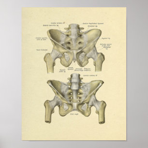 Skriv ut Pelvis Lumbar Joint Anatomy Bones Poster