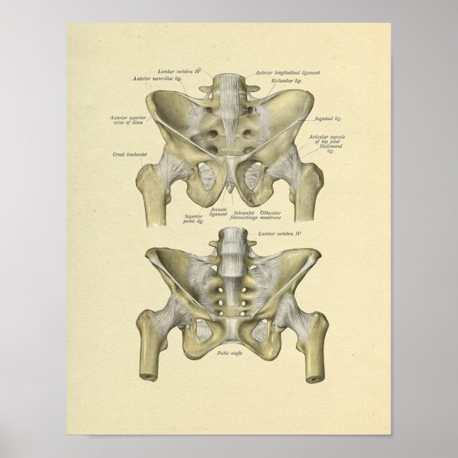 Skriv ut Pelvis Lumbar Joint Anatomy Bones Poster (Framsidan)