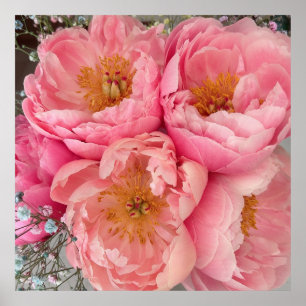 SKRIV UT Peonies I (30"x30") Poster