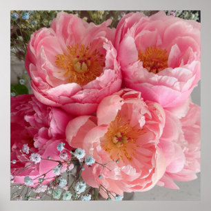 SKRIV UT   Peonies II (30" x 30") Poster
