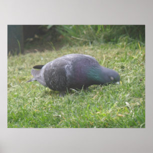 Skriv ut Pigeon Poster