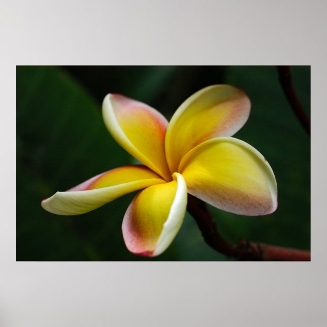 Skriv ut: Plumeria #3 Poster (Framsidan)