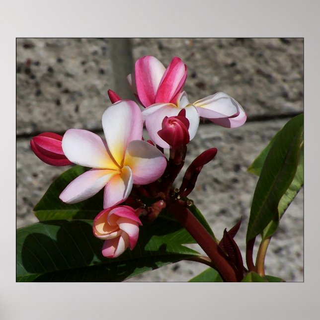 Skriv ut Plumeria Flowers Poster (Framsidan)