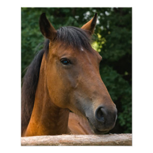 Skriv ut Porträtt-fotoskrivare Fototryck