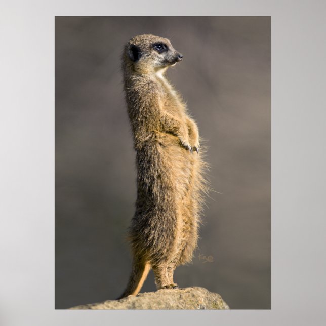 Skriv ut post poster (Framsidan)