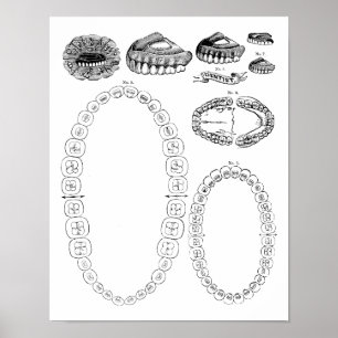 Skriv ut Poster av antika tandtanddiagram