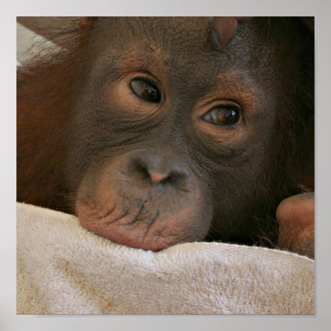 Skriv ut Poster baby Chimp (Framsidan)