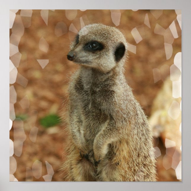 Skriv ut Poster baby Meerkat (Framsidan)