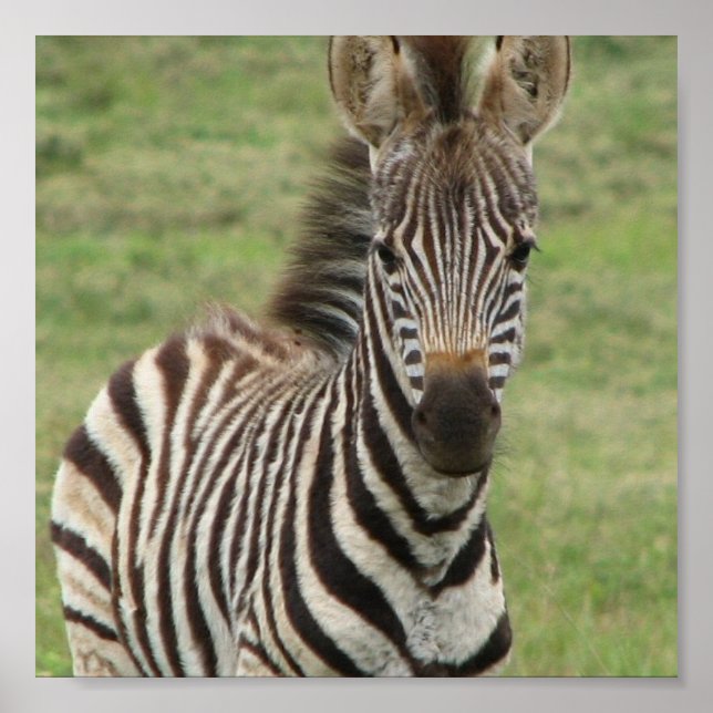 Skriv ut Poster baby Zebra (Framsidan)