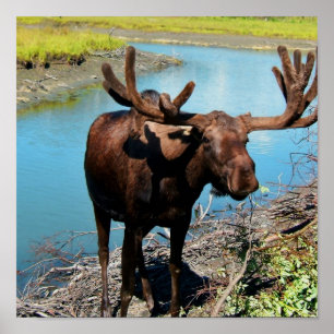 Skriv ut Poster Bull Moose