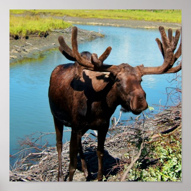 Skriv ut Poster Bull Moose (Framsidan)