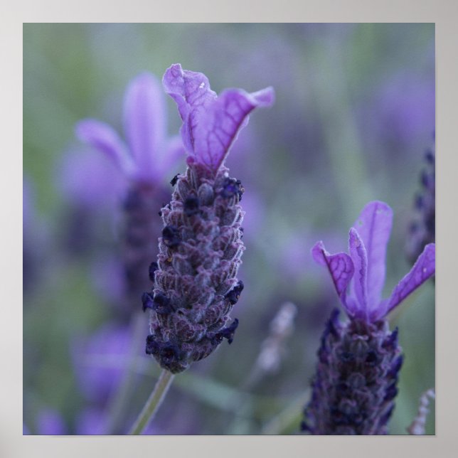 Skriv ut Poster foto för lavender Flower (Framsidan)