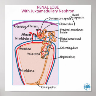 Skriv ut, Poster Pappert (projektionsyta)