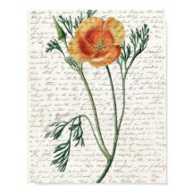 Skriv ut, Poster Pappert (projektionsyta)