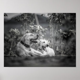 Skriv ut, Poster Pappert (projektionsyta)