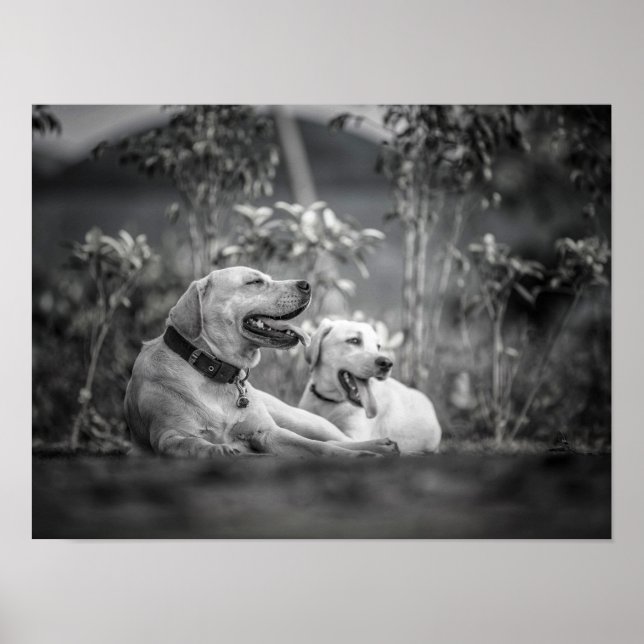 Skriv ut, Poster Pappert (projektionsyta) (Framsidan)