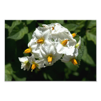 Skriv ut potatisblommor fototryck