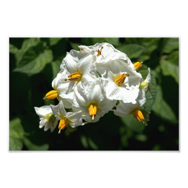 Skriv ut potatisblommor fototryck (Framsidan)