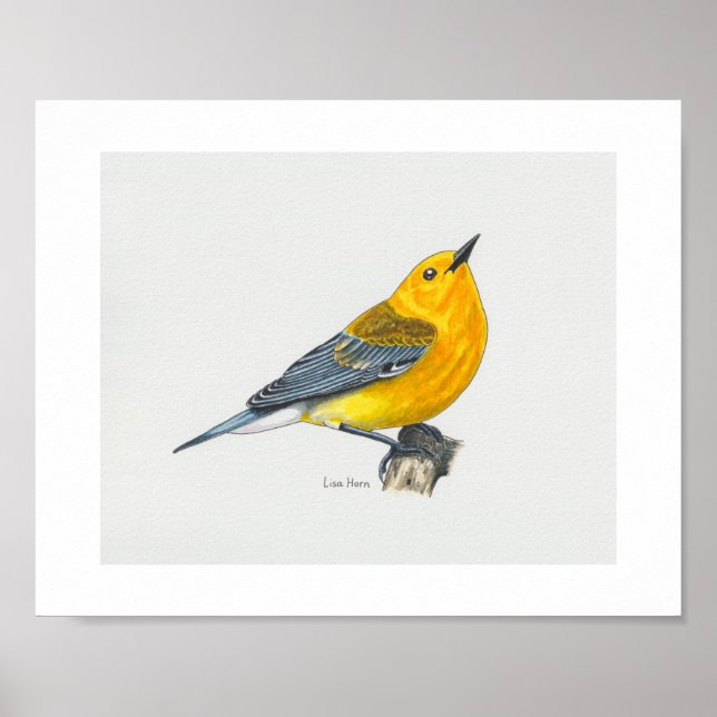Skriv ut protonotary Warbler Art Poster (Framsidan)
