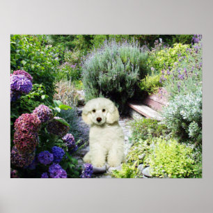 Skriv ut pudel Garden Poster